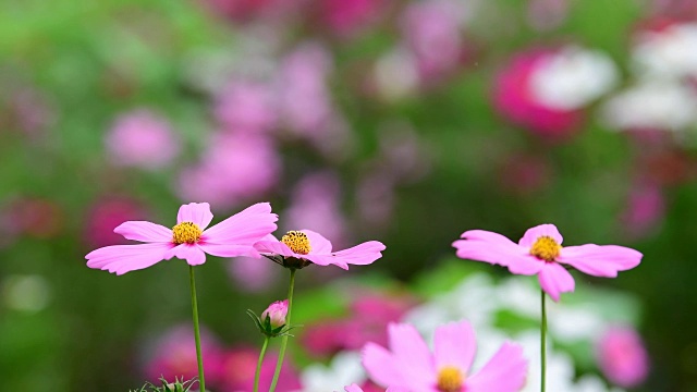 在花园里盛开的宇宙花。视频素材