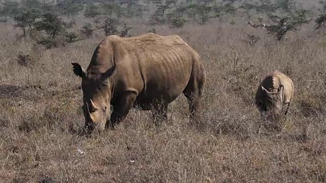 白犀牛，ceratotherium simum，母亲和牛犊，内罗毕公园在肯尼亚，实时4K视频素材