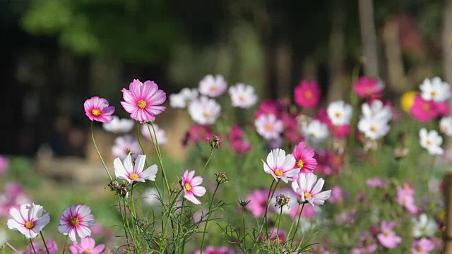 在花园里盛开的宇宙花。视频素材