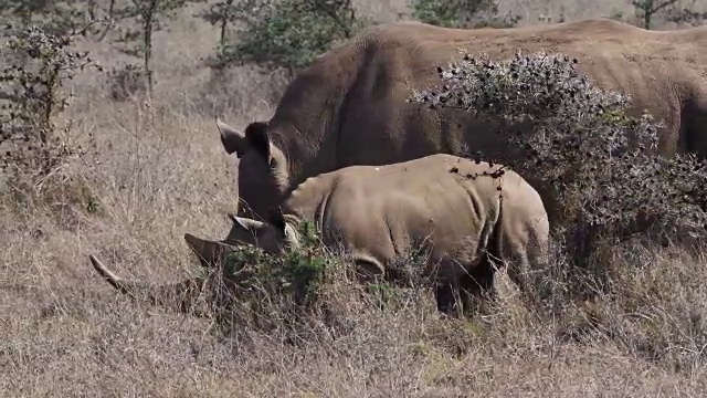 白犀牛，ceratotherium simum，母亲和牛犊，内罗毕公园在肯尼亚，实时4K视频素材