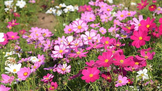 在花园里盛开的宇宙花。视频素材