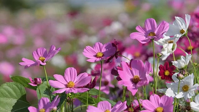 在花园里盛开的宇宙花。视频素材