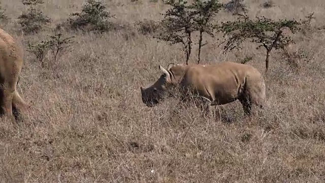 白犀牛，ceratotherium simum，母亲和牛犊，内罗毕公园在肯尼亚，实时4K视频素材