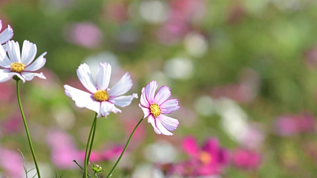 在花园里盛开的宇宙花。视频素材