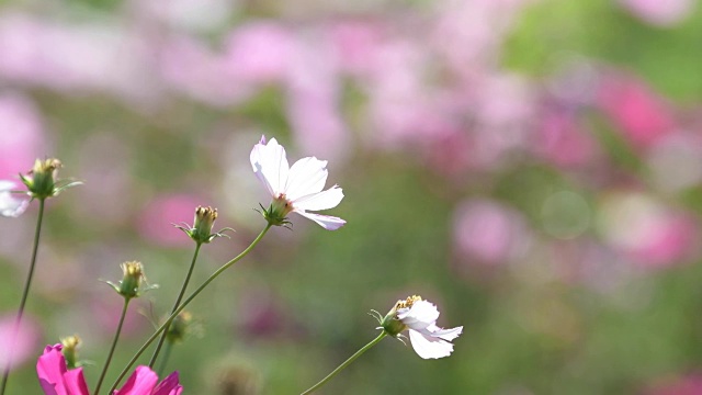 在花园里盛开的宇宙花。视频素材