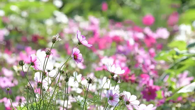 在花园里盛开的宇宙花。视频素材