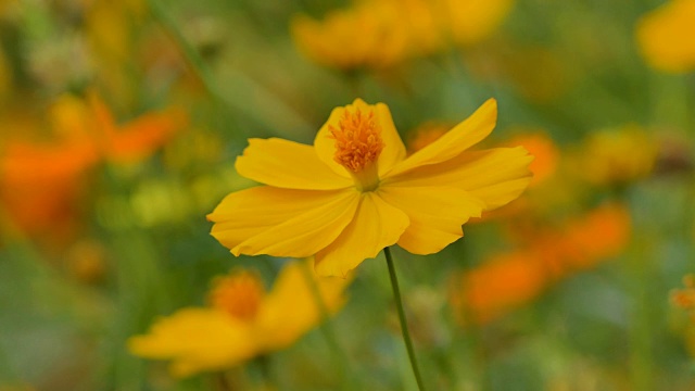 花园里的黄色宇宙花。视频素材