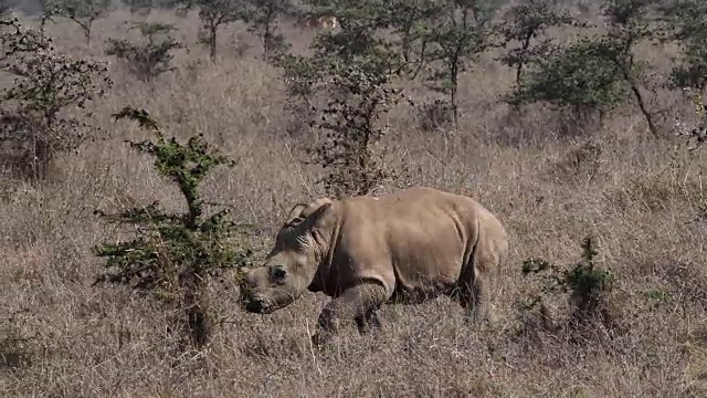 白犀牛，ceratotherium simum，母亲和牛犊，内罗毕公园在肯尼亚，实时4K视频素材