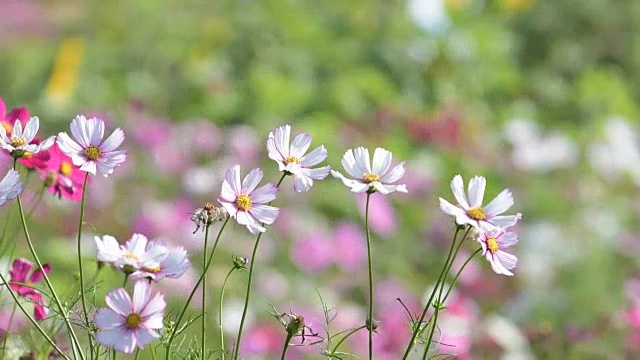 在花园里盛开的宇宙花。视频素材