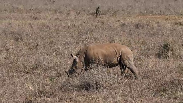 白犀牛，ceratotherium simum，母亲和牛犊，内罗毕公园在肯尼亚，实时4K视频素材