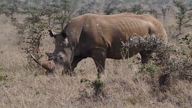 白犀牛，ceratotherium simum，女性行走，肯尼亚内罗毕公园，实时4K视频素材