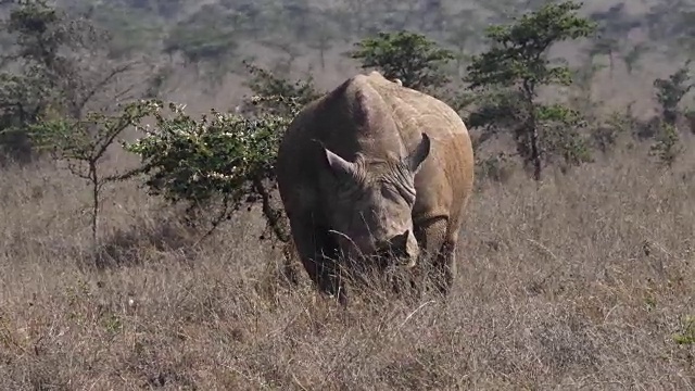 白犀牛，ceratotherium simum，女性行走，肯尼亚内罗毕公园，实时4K视频素材