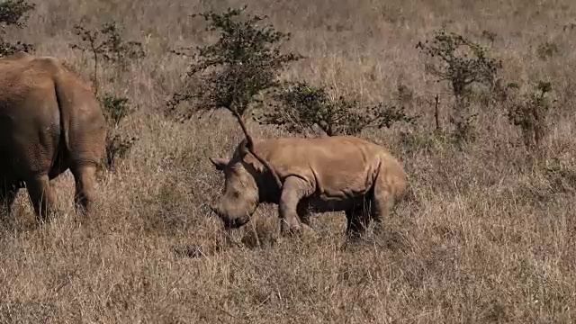 白犀牛，ceratotherium simum，母亲和牛犊，内罗毕公园在肯尼亚，实时4K视频素材