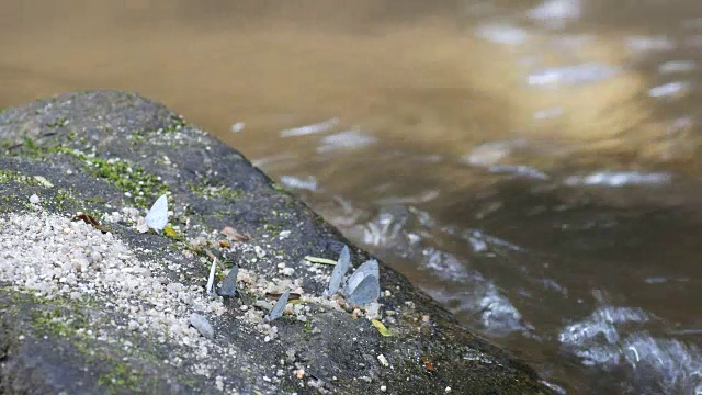 蓝色的蝴蝶在小溪的岩石上休息视频素材