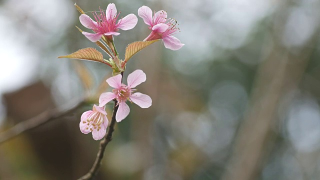 野生喜马拉雅樱花随风摇曳视频素材