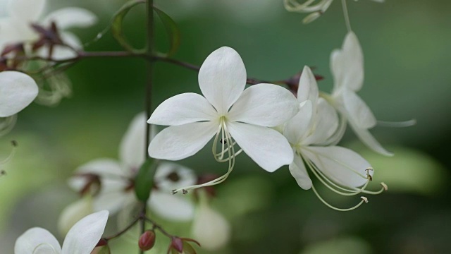 小石竹花随风摇曳视频素材