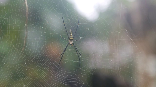 蜘蛛躺在网上视频素材