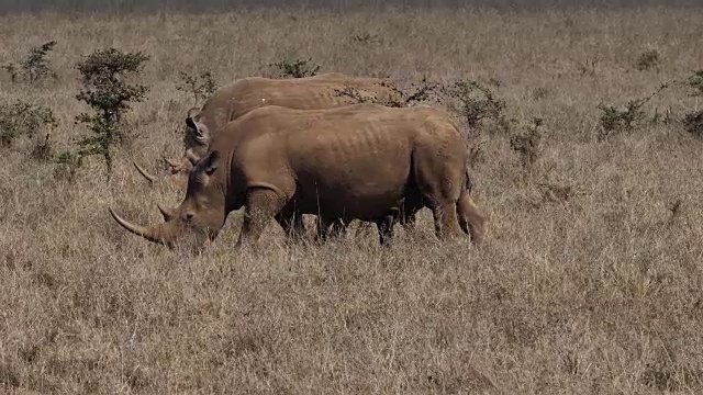 白犀牛，ceratotherium simum，雄性，母亲和小牛，肯尼亚内罗毕公园，实时4K视频素材