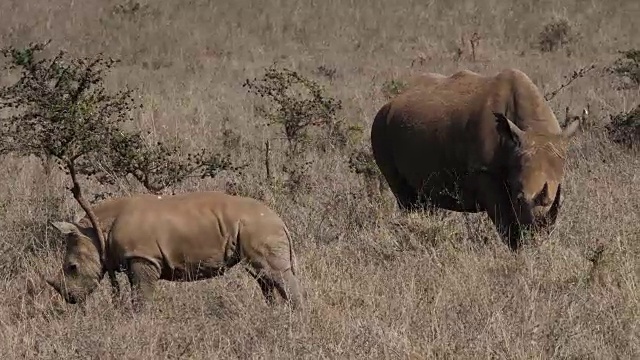 白犀牛，ceratotherium simum，母亲和牛犊，内罗毕公园在肯尼亚，实时4K视频素材