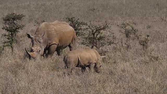 白犀牛，ceratotherium simum，母亲和牛犊，内罗毕公园在肯尼亚，实时4K视频素材