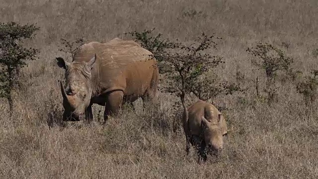 白犀牛，ceratotherium simum，母亲和牛犊，内罗毕公园在肯尼亚，实时4K视频素材