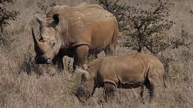 白犀牛，ceratotherium simum，母亲和牛犊，内罗毕公园在肯尼亚，实时4K视频素材