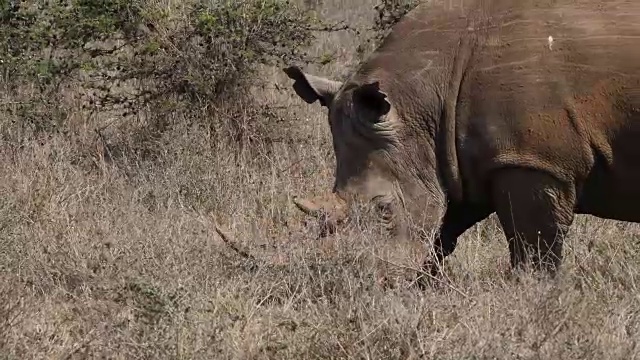 白犀牛，ceratotherium simum，母亲散步，内罗毕公园在肯尼亚，实时4K视频素材