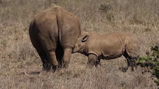 白犀牛，ceratotherium simum，母亲和小牛哺乳，内罗毕公园在肯尼亚，实时4K视频素材