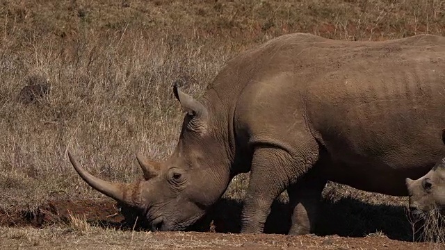 白犀牛，ceratotherium simum，母亲和牛犊，内罗毕公园在肯尼亚，实时4K视频素材