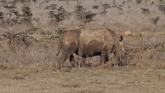 白犀牛，ceratotherium simum，成人散步，肯尼亚内罗毕公园，实时4K视频素材