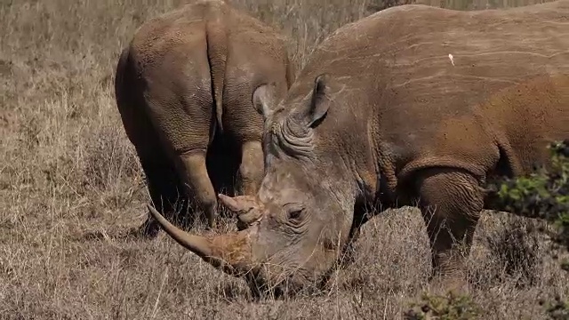 白犀牛，ceratotherium simum，雄性，母亲和小牛，肯尼亚内罗毕公园，实时4K视频素材