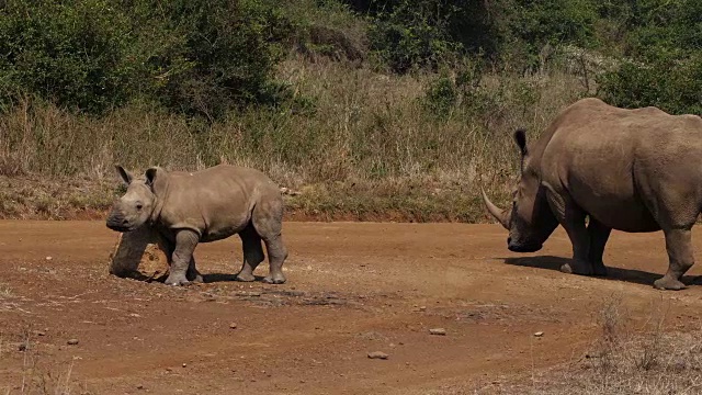 白犀牛，ceratotherium simum，母亲和牛犊，内罗毕公园在肯尼亚，实时4K视频素材