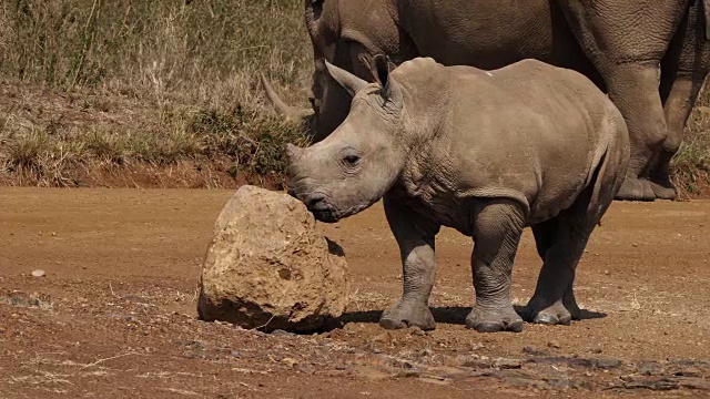 白犀牛，ceratotherium simum，母亲和牛犊，内罗毕公园在肯尼亚，实时4K视频素材