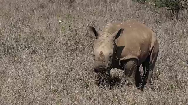 白犀牛，ceratotherium simum，小牛吃草，肯尼亚内罗毕公园，实时4K视频素材