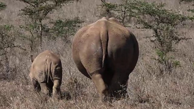 白犀牛，ceratotherium simum，母亲和牛犊，内罗毕公园在肯尼亚，实时4K视频素材