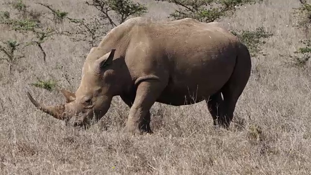 白犀牛，ceratotherium simum，女性吃草，内罗毕公园在肯尼亚，实时4K视频素材