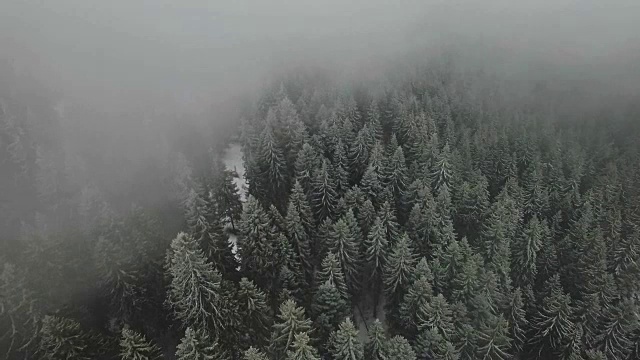 空中拍摄的一个被雪封在雾中的树梢视频素材