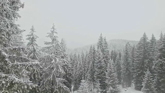 无人机飞过白雪覆盖的森林视频素材