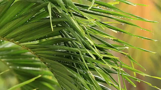 在泰国，热带雨滴落在绿色的大棕榈叶上视频素材