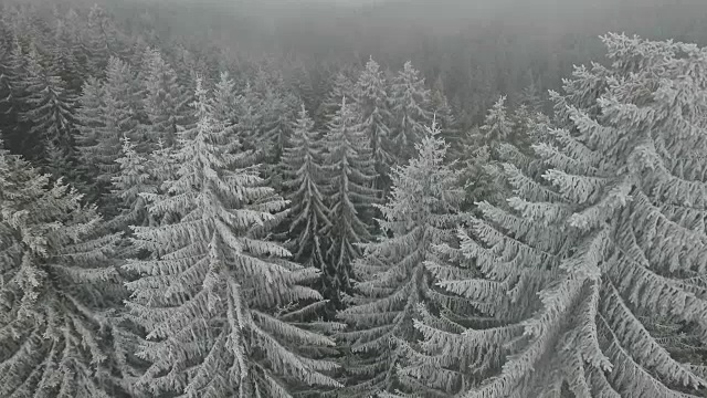 飞过白雪覆盖的森林视频素材