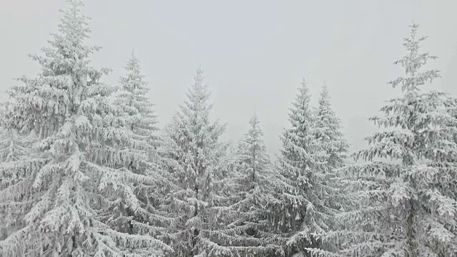 冬天的森林正在下雪视频素材