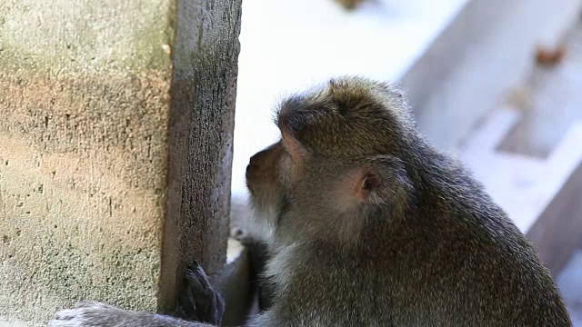 印度尼西亚巴厘岛乌布神圣猴林中的猴子一家。视频素材