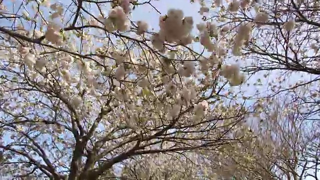 日本北海道，多莉拍摄的一排樱花盛开的树。视频素材