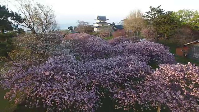 无人机航拍;樱花盛开，日本北海道松前公园的松前城堡。视频素材