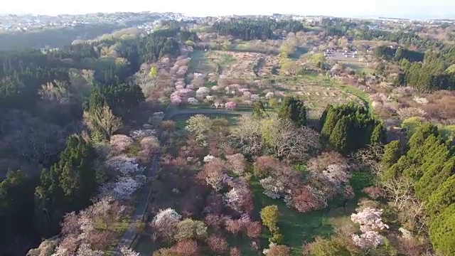 无人机航拍;日本北海道松前公园樱花盛开的长镜头。视频素材