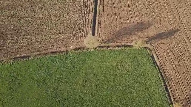 耕地上的树360高清视频视频素材