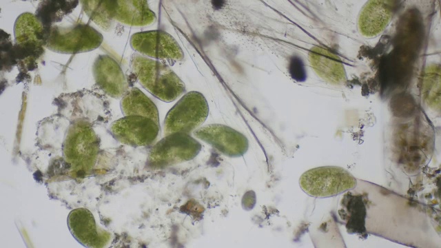 纤毛草履虫在显微镜下为4k视频素材