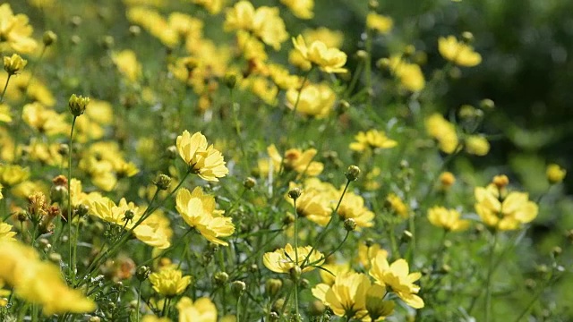 黄色的宇宙花视频素材