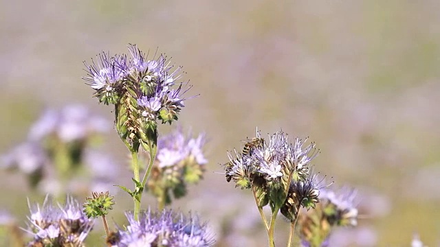 蜜蜂给十字花科的花授粉视频素材