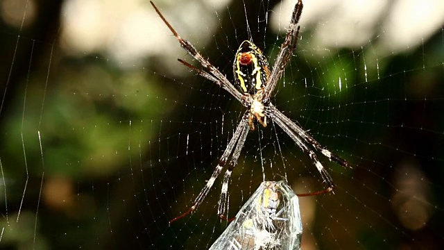 蜘蛛在猎物周围织网视频素材